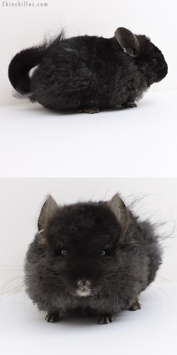 Chinchilla or related item offered for sale or export on Chinchillas.com - 18221 Exceptional Ebony  Royal Imperial Angora Male Chinchilla