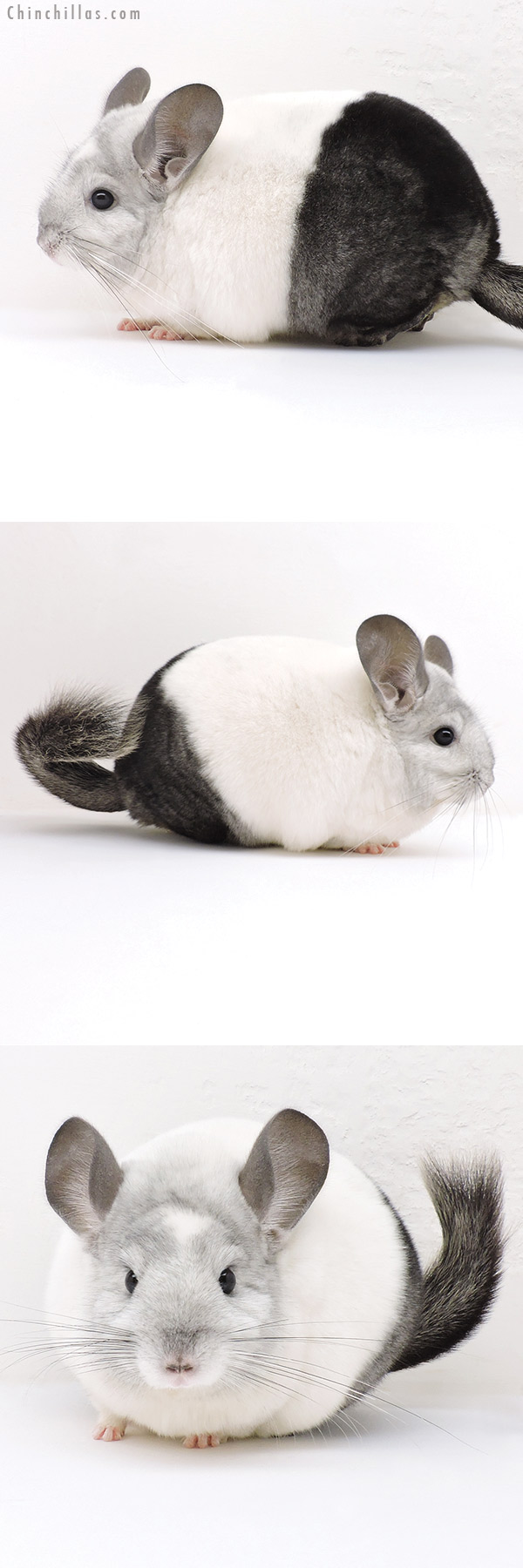 Chinchilla or related item offered for sale or export on Chinchillas.com - 18231 Large Premium Production Quality Extreme Ebony and White Mosaic Female Chinchilla