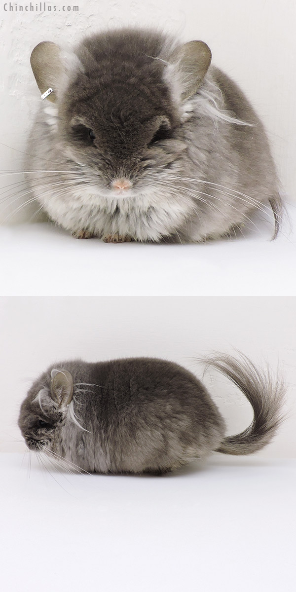 Chinchilla or related item offered for sale or export on Chinchillas.com - 18241 Large Exceptional TOV Violet G2  Royal Persian Angora Male Chinchilla
