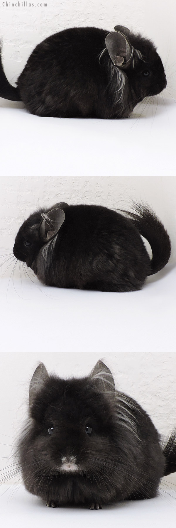 Chinchilla or related item offered for sale or export on Chinchillas.com - 18234 Ebony ( Locken Carrier ) G2  Royal Persian Angora Female Chinchilla