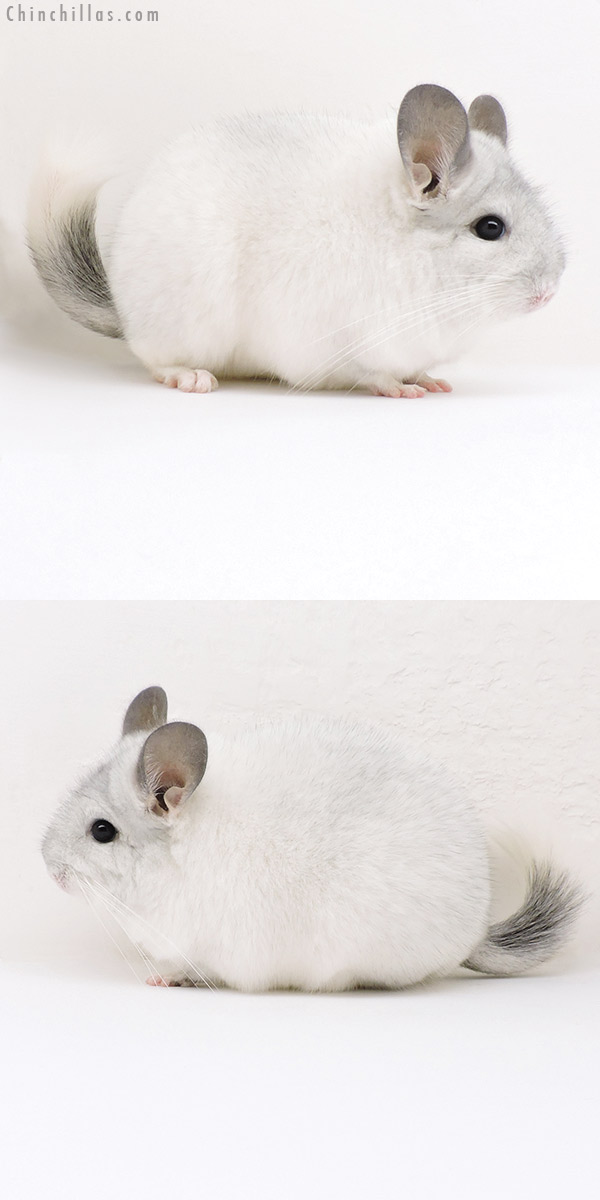 Chinchilla or related item offered for sale or export on Chinchillas.com - 18232 Show Quality White Mosaic Female Chinchilla