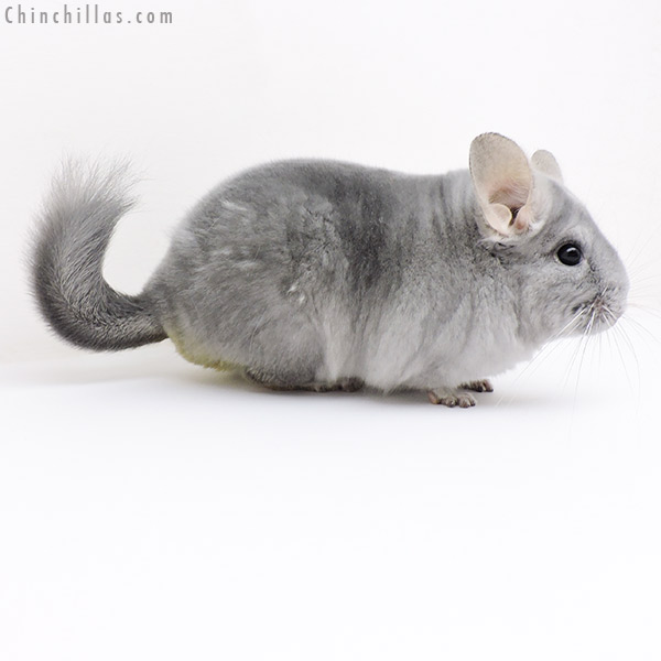 Chinchilla or related item offered for sale or export on Chinchillas.com - 18237 Premium Production Quality Blue Diamond ( Ebony Carrier ) Female Chinchilla