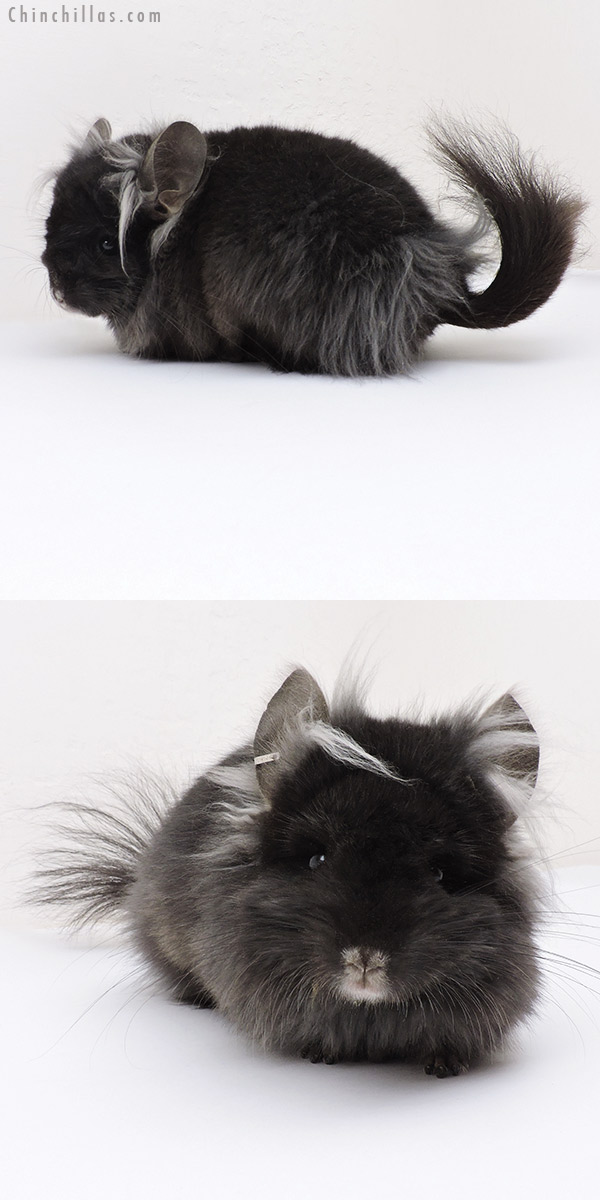 Chinchilla or related item offered for sale or export on Chinchillas.com - 18244 Exceptional Ebony G2  Royal Persian Angora ( Locken Carrier ) Male Chinchilla