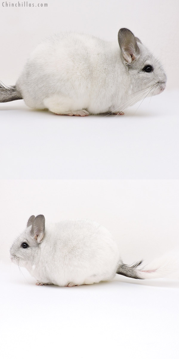 Chinchilla or related item offered for sale or export on Chinchillas.com - 18240 Extra Large Premium Production Quality White Mosaic Female Chinchilla