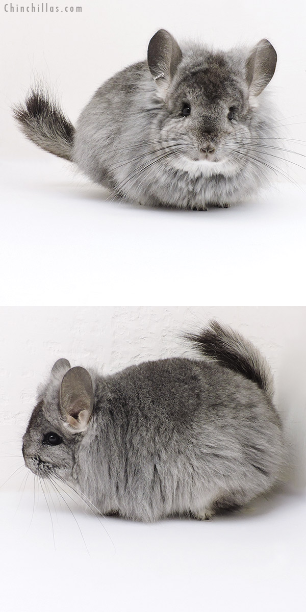 Chinchilla or related item offered for sale or export on Chinchillas.com - 18235 Standard  Royal Persian Angora Female Chinchilla