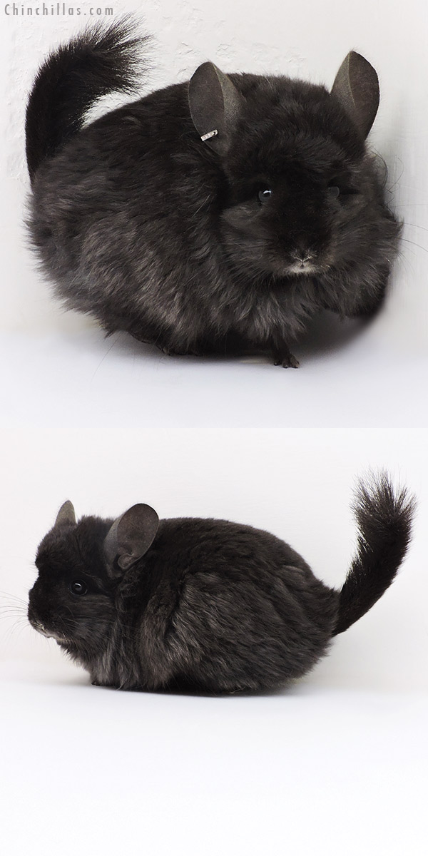 Chinchilla or related item offered for sale or export on Chinchillas.com - 18236 Ebony  Royal Persian Angora ( Locken Carrier ) Female Chinchilla