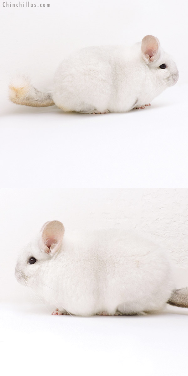 Chinchilla or related item offered for sale or export on Chinchillas.com - 18250 Extra Large Blocky Premium Production Quality Pink White Female Chinchilla