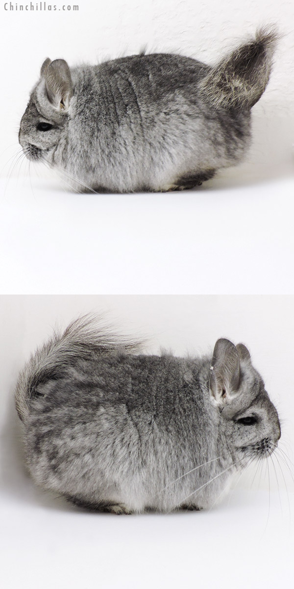 Chinchilla or related item offered for sale or export on Chinchillas.com - 18252 Blocky Standard  Royal Persian Angora Female Chinchilla
