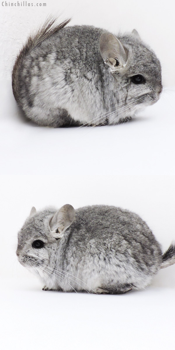 Chinchilla or related item offered for sale or export on Chinchillas.com - 18223 Exceptional Standard  Royal Persian Angora Male Chinchilla