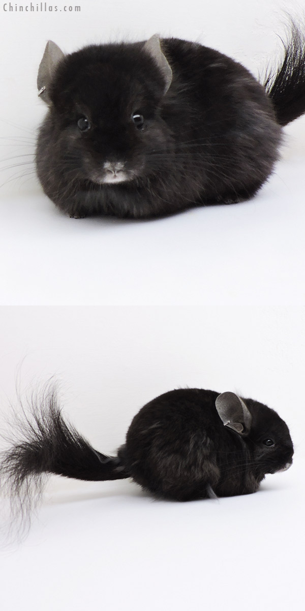 Chinchilla or related item offered for sale or export on Chinchillas.com - 18271 Ebony  Royal Persian Angora ( Locken Carrier ) Male Chinchilla