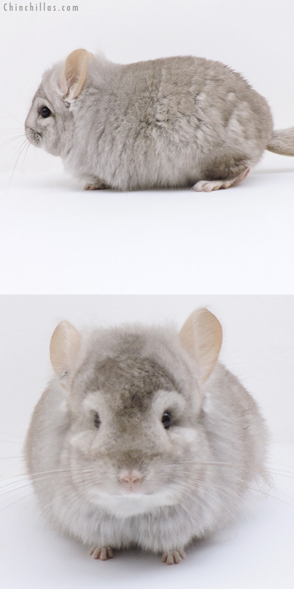Chinchilla or related item offered for sale or export on Chinchillas.com - 18268 Beige  Royal Persian Angora Male Chinchilla
