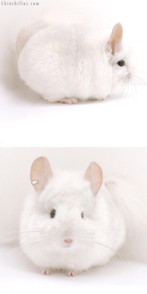 Chinchilla or related item offered for sale or export on Chinchillas.com - 18256 Pink White  Royal Persian Angora Male Chinchilla