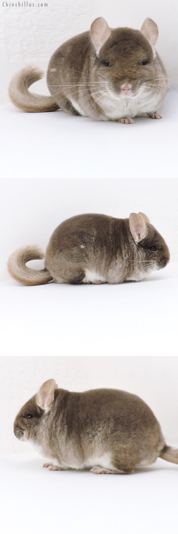 Chinchilla or related item offered for sale or export on Chinchillas.com - 18253 Blocky Show Quality TOV Beige / Brown Velvet Male Chinchilla