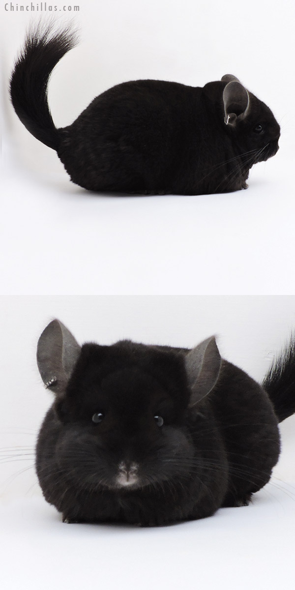Chinchilla or related item offered for sale or export on Chinchillas.com - 18259 Exceptional Ebony (  Royal Persian Angora & Locken Carrier ) Female Chinchilla