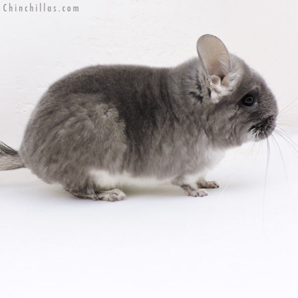 Chinchilla or related item offered for sale or export on Chinchillas.com - 18262 Violet (  Royal Persian Angora Carrier ) Female Chinchilla