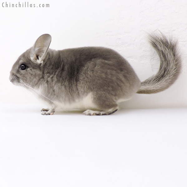Chinchilla or related item offered for sale or export on Chinchillas.com - 18264 Violet (  Royal Persian Angora Carrier ) Female Chinchilla