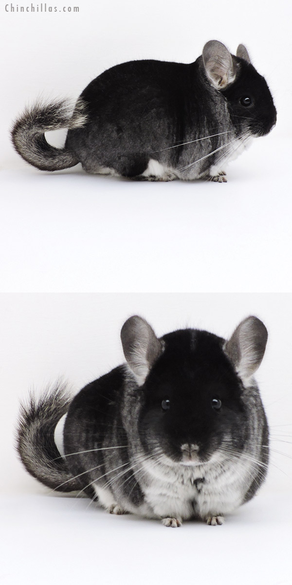 Chinchilla or related item offered for sale or export on Chinchillas.com - 18254 Blocky Herd Improvement Quality Black Velvet Male Chinchilla