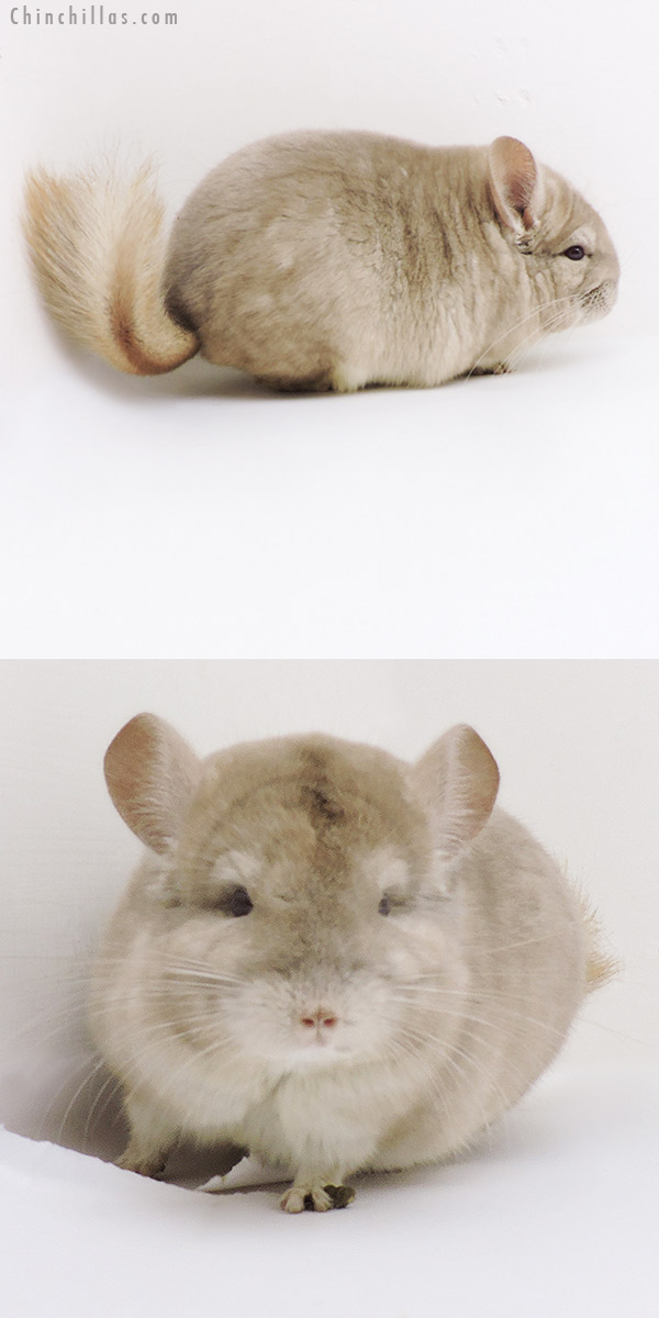 Chinchilla or related item offered for sale or export on Chinchillas.com - 18269 Blocky Show Quality Beige Male Chinchilla
