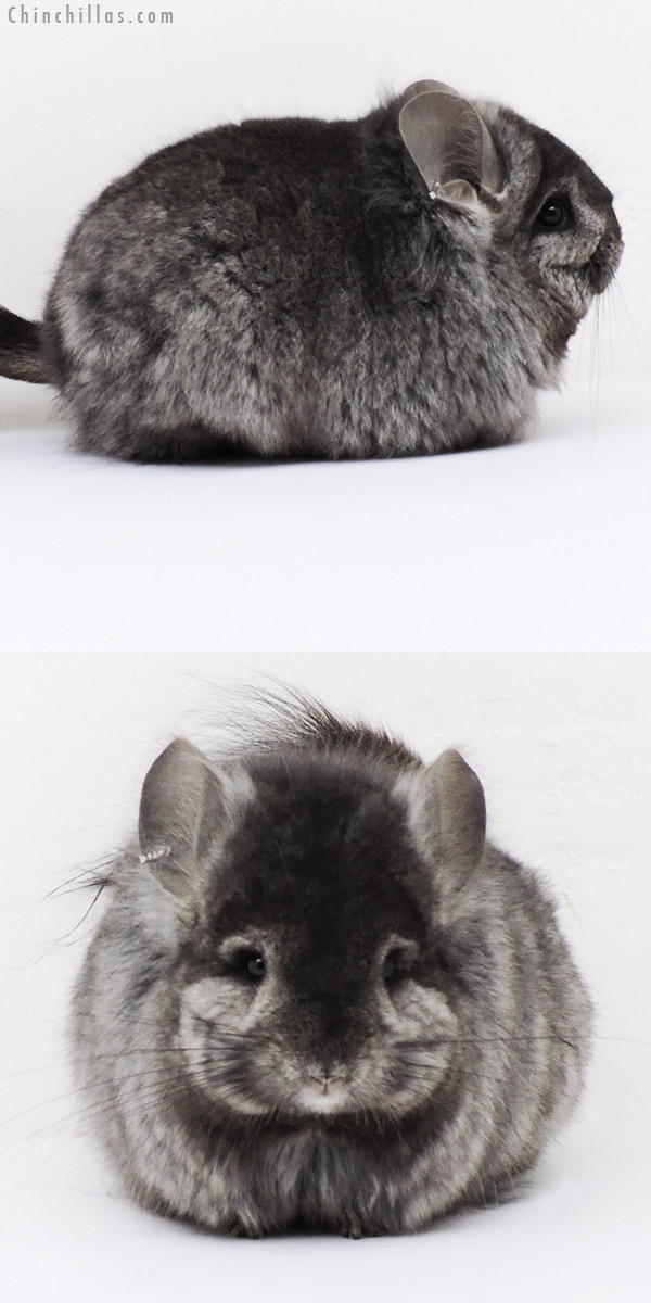Chinchilla or related item offered for sale or export on Chinchillas.com - 18267 Exceptional Blocky Ebony  Royal Persian Angora ( Locken Carrier ) Female Chinchilla
