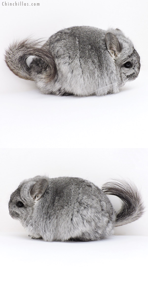Chinchilla or related item offered for sale or export on Chinchillas.com - 18247 Exceptional Blocky Standard  Royal Persian Angora Female Chinchilla