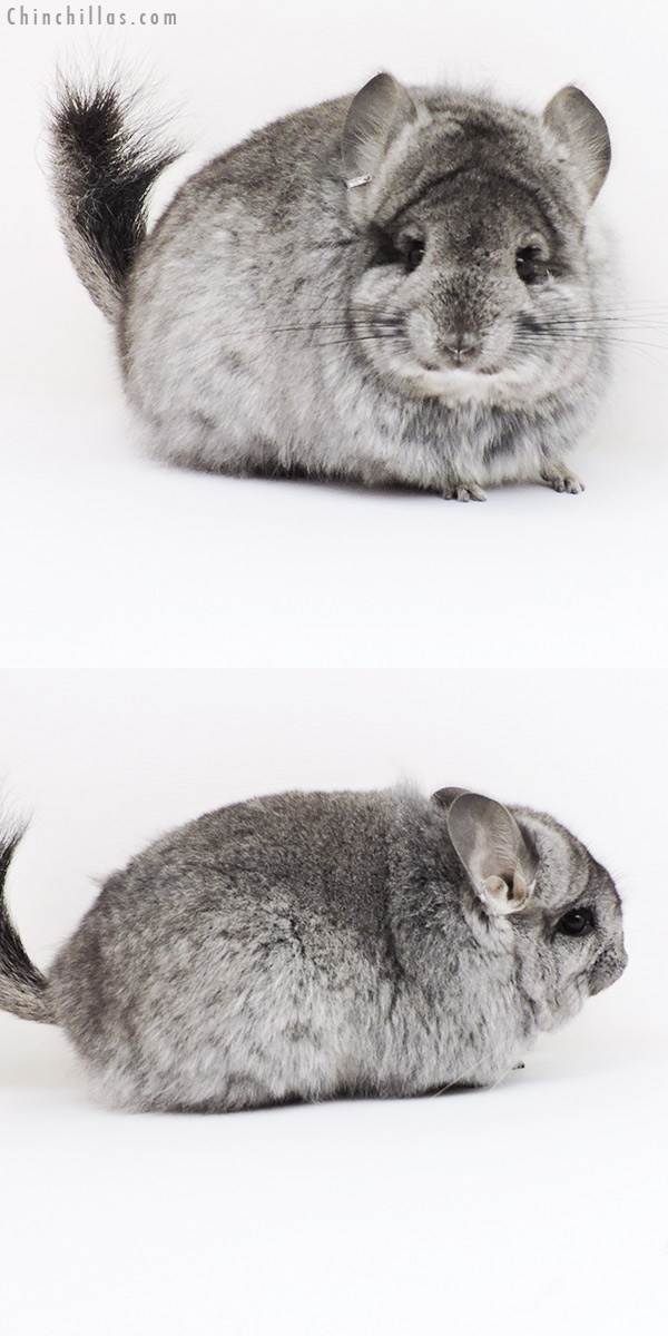 Chinchilla or related item offered for sale or export on Chinchillas.com - 18265 Standard  Royal Persian Angora ( Ebony & Locken Carrier ) Female Chinchilla