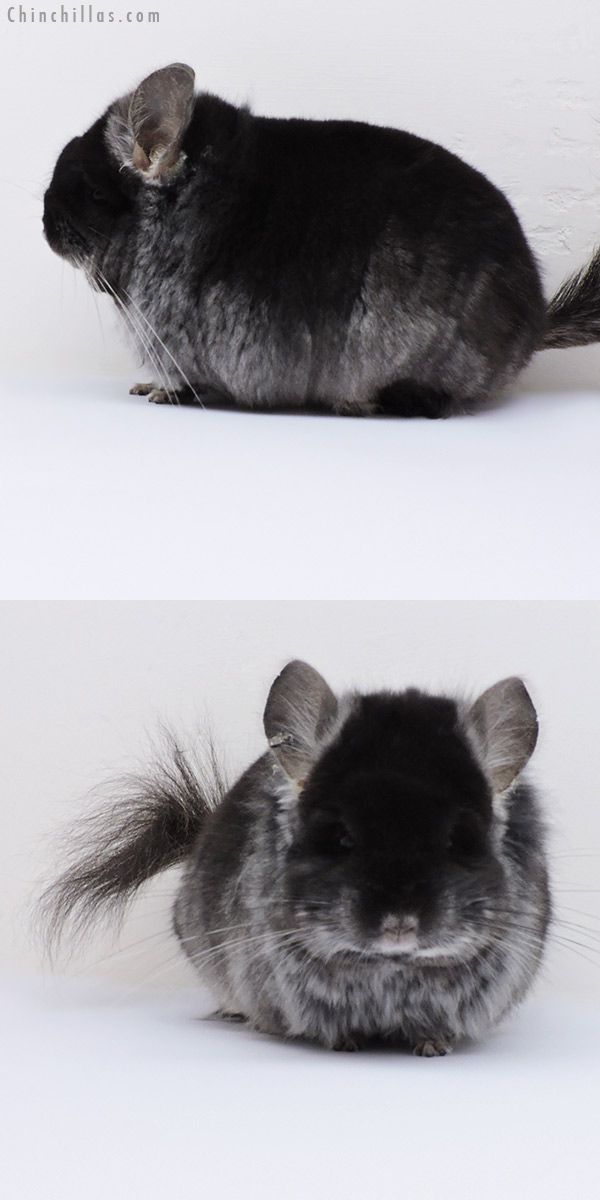 Chinchilla or related item offered for sale or export on Chinchillas.com - 18273 Blocky Black Velvet ( Violet Carrier )  Royal Persian Angora Male Chinchilla