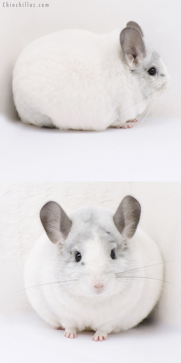 Chinchilla or related item offered for sale or export on Chinchillas.com - 18282 Large Blocky Herd Improvement Quality White Mosaic Male Chinchilla