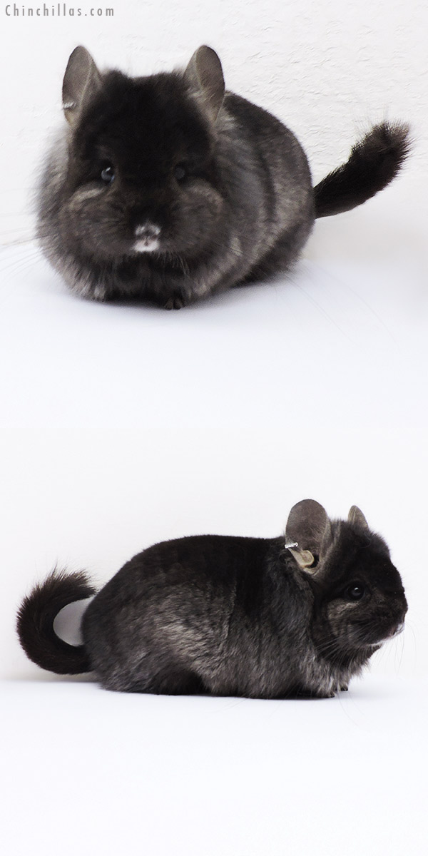 Chinchilla or related item offered for sale or export on Chinchillas.com - 18278 Ebony  Royal Persian Angora ( Locken Carrier ) Female Chinchilla