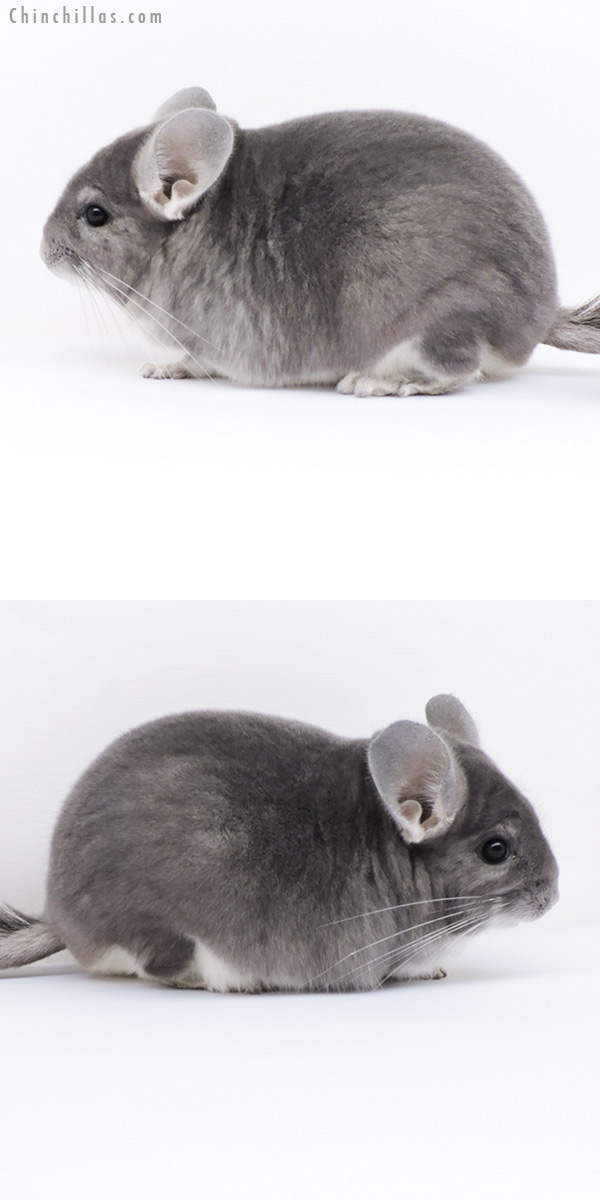 Chinchilla or related item offered for sale or export on Chinchillas.com - 18283 Large Top Show Quality Violet Male Chinchilla