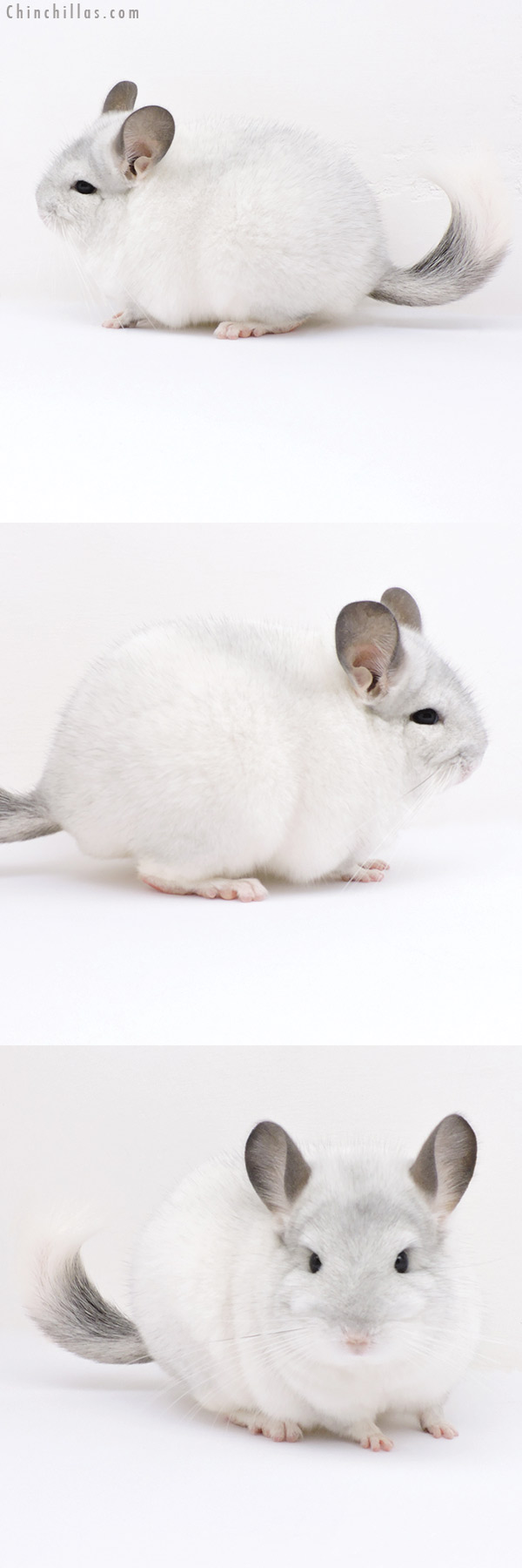 Chinchilla or related item offered for sale or export on Chinchillas.com - 18286 Premium Production Quality White Mosaic Female Chinchilla
