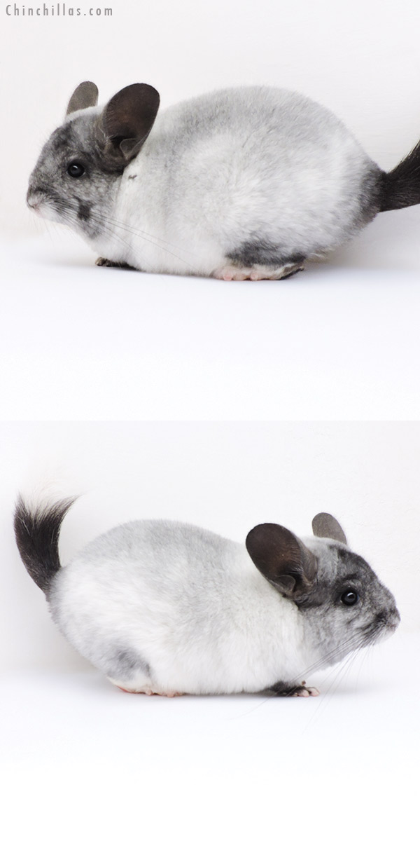 Chinchilla or related item offered for sale or export on Chinchillas.com - 18293 Ebony and White Mosaic ( Locken Carrier ) Female Chinchilla