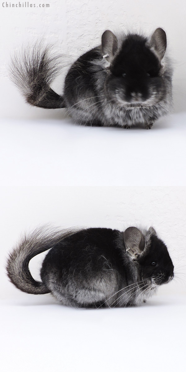 Chinchilla or related item offered for sale or export on Chinchillas.com - 18295 Exceptional Black Velvet  Royal Persian Angora Female Chinchilla with Lion Mane