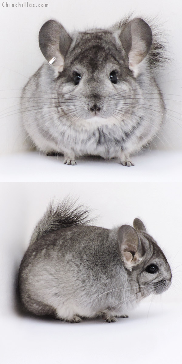 Chinchilla or related item offered for sale or export on Chinchillas.com - 18284 Standard  Royal Persian Angora ( Locken Carrier ) Female Chinchilla