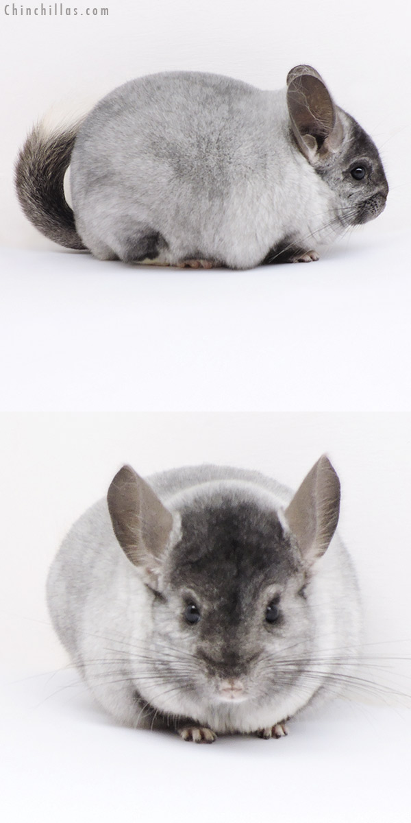 Chinchilla or related item offered for sale or export on Chinchillas.com - 18287 Large Top Show Quality Ebony and White Mosaic Male Chinchilla