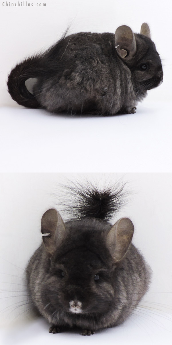 Chinchilla or related item offered for sale or export on Chinchillas.com - 18290 Ebony ( Locken Carrier )  Royal Persian Angora Female Chinchilla