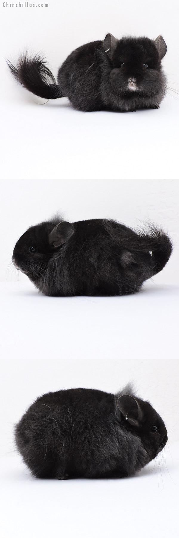 Chinchilla or related item offered for sale or export on Chinchillas.com - 18324 Exceptional Blocky Brevi Type Ebony  Royal Persian Angora ( Locken Carrier ) Female Chinchilla