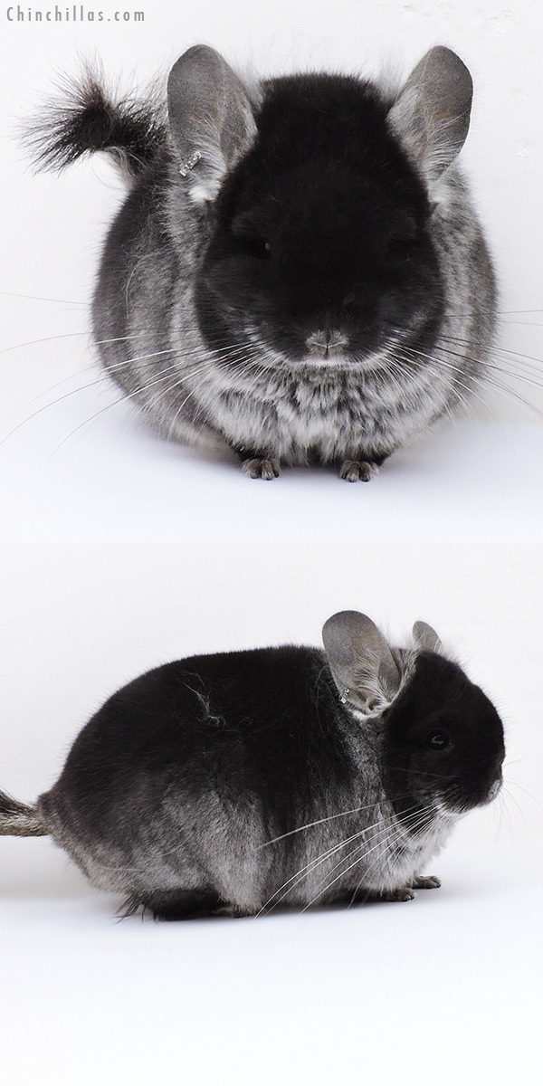 Chinchilla or related item offered for sale or export on Chinchillas.com - 18276 Black Velvet  Royal Persian Angora Male Chinchilla