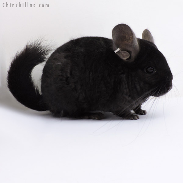 Chinchilla or related item offered for sale or export on Chinchillas.com - 18291 Ebony (  Royal Persian Angora & Locken Carrier ) Female Chinchilla