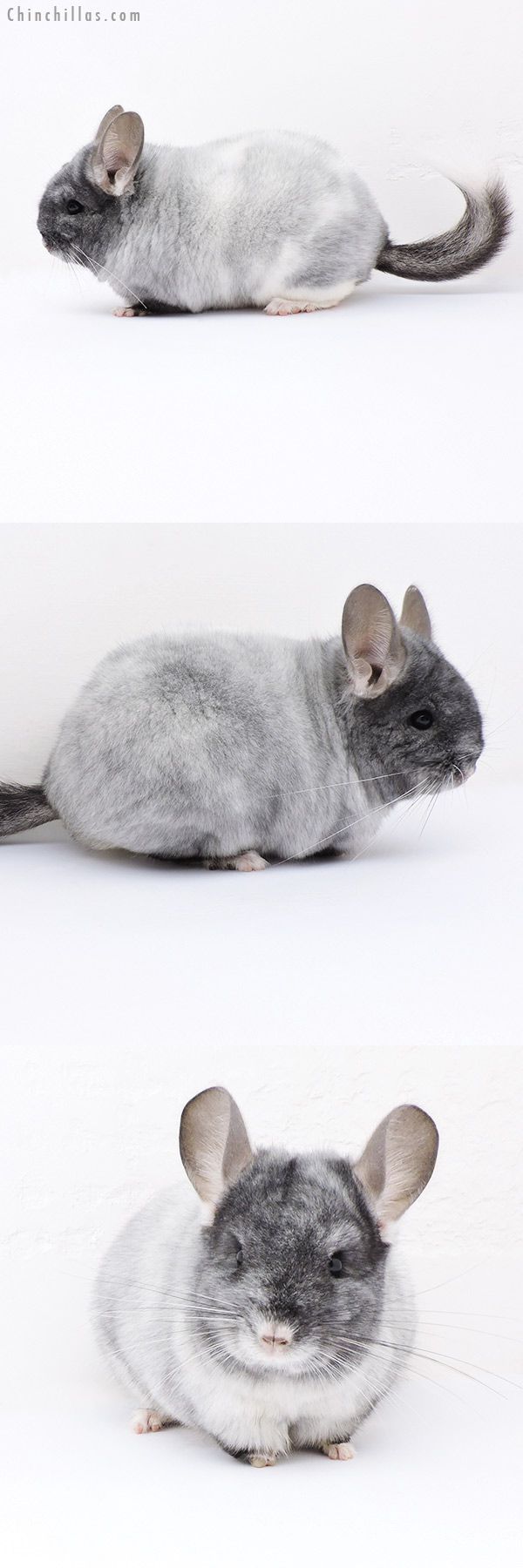 Chinchilla or related item offered for sale or export on Chinchillas.com - 18306 Brevi Type Show Quality Unique Ebony & White Mosaic Female Chinchilla