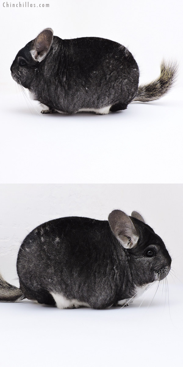 Chinchilla or related item offered for sale or export on Chinchillas.com - 18309 Extra Large Blocky Herd Improvement Quality Standard Male Chinchilla