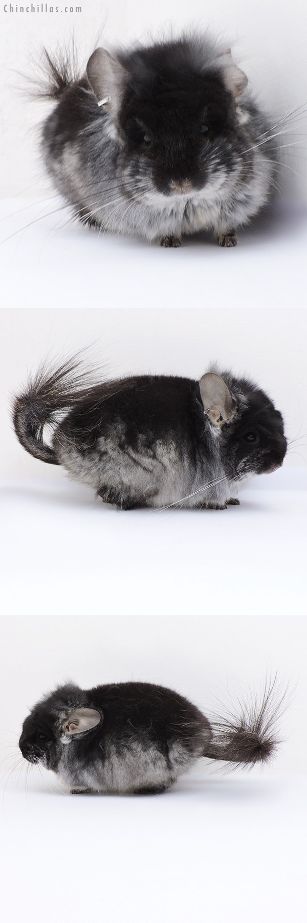 Chinchilla or related item offered for sale or export on Chinchillas.com - 18274 Black Velvet ( Violet Carrier )  Royal Persian Angora Male Chinchilla