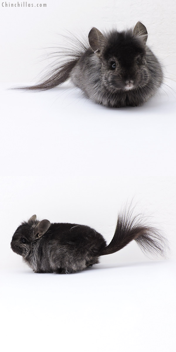 Chinchilla or related item offered for sale or export on Chinchillas.com - 18320 Ebony ( Locken Carrier )  Royal Persian Angora Male Chinchilla with Lion Mane