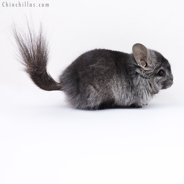 Chinchilla or related item offered for sale or export on Chinchillas.com - 18311 Ebony ( Locken Carrier )  Royal Persian Angora Male Chinchilla