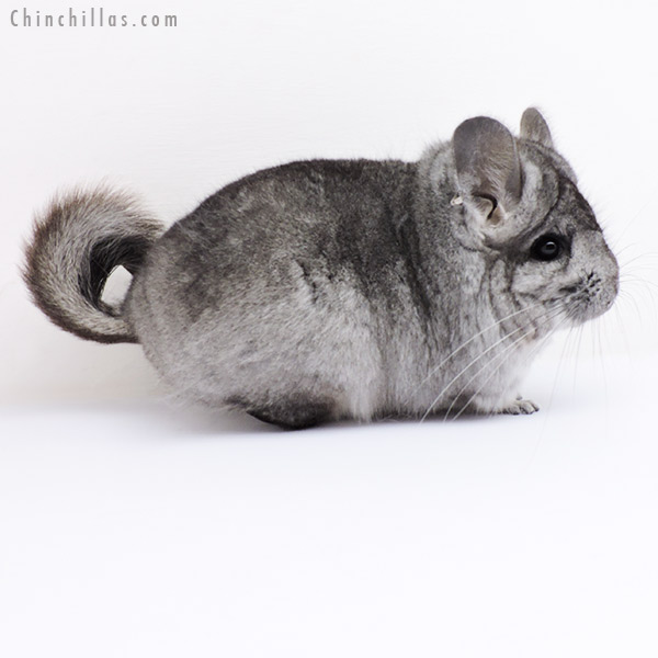 Chinchilla or related item offered for sale or export on Chinchillas.com - 18294 Standard  Royal Persian Angora Female Chinchilla