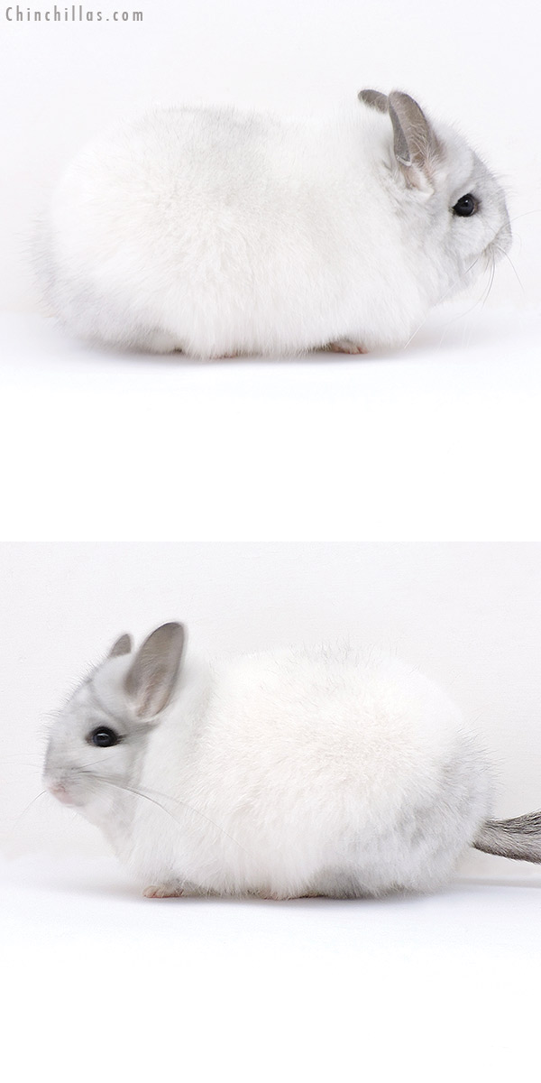 Chinchilla or related item offered for sale or export on Chinchillas.com - 18300 Exceptional Blocky White Mosaic  Royal Persian Angora Female Chinchilla