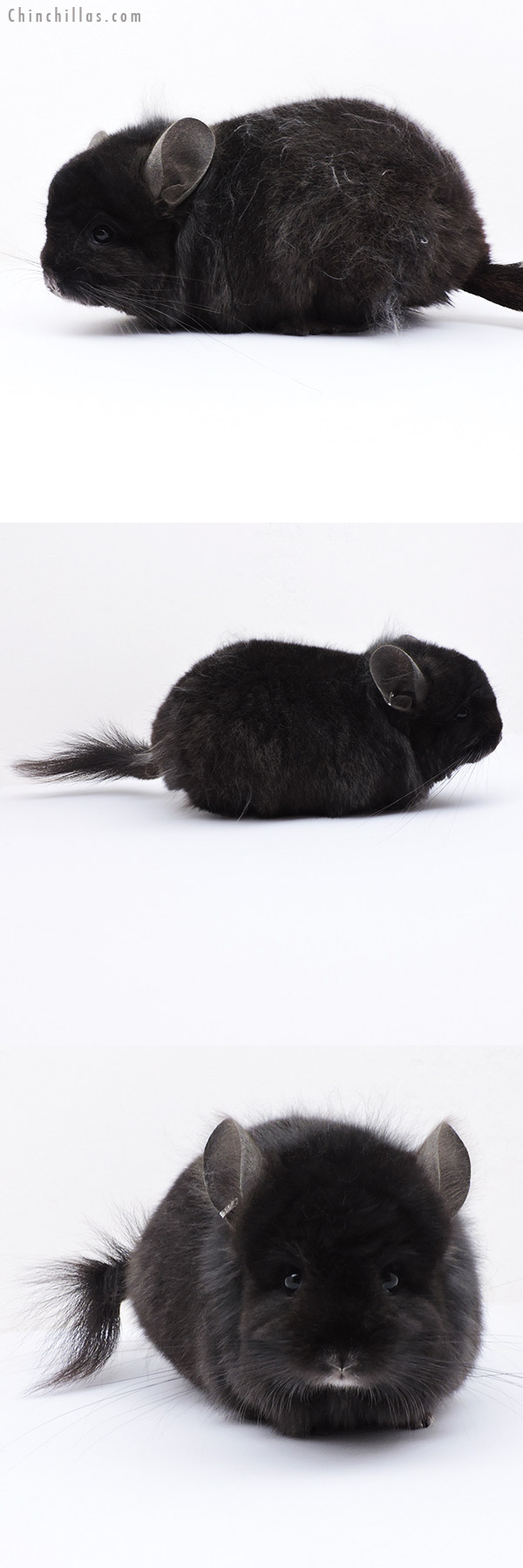 Chinchilla or related item offered for sale or export on Chinchillas.com - 18312 Exceptional Ebony ( Locken Carrier )  Royal Persian Angora Male Chinchilla