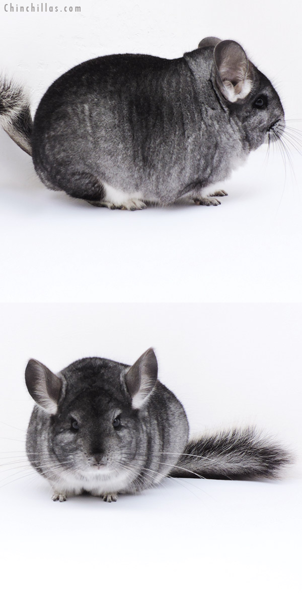 Chinchilla or related item offered for sale or export on Chinchillas.com - 18288 Extra Large Blocky Premium Production Quality Standard Female Chinchilla