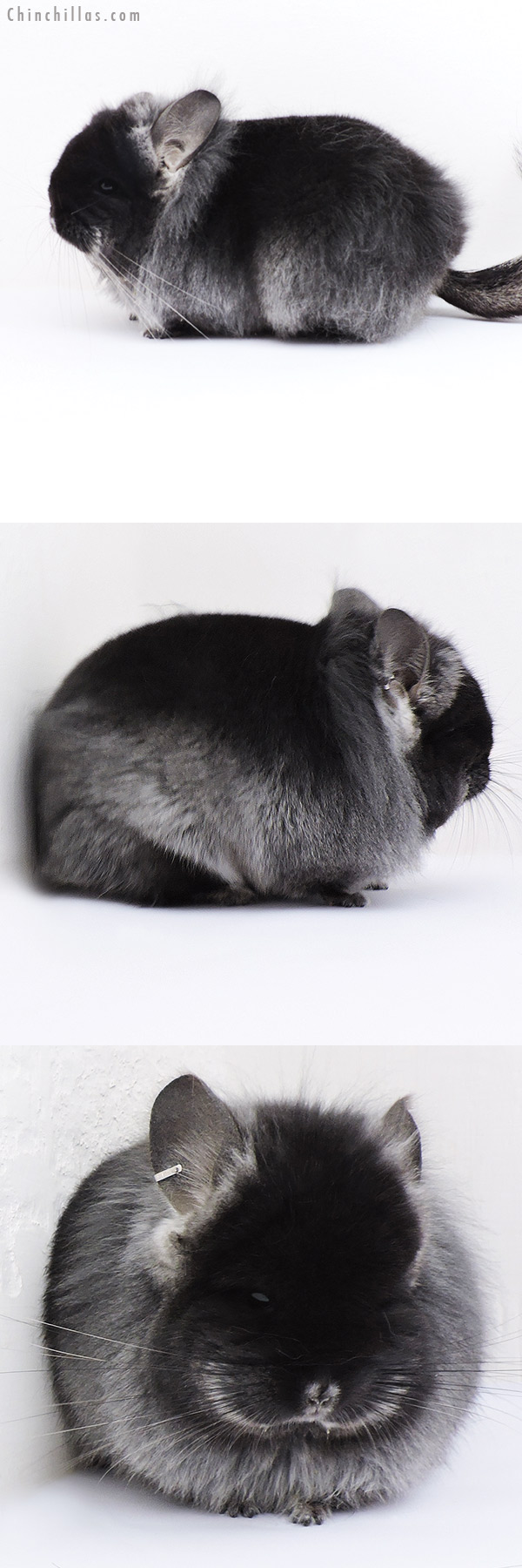 Chinchilla or related item offered for sale or export on Chinchillas.com - 18299 Exceptional Brevi Type Black Velvet ( Ebony & Locken Carrier )  RPA Female Chinchilla with Lion Mane