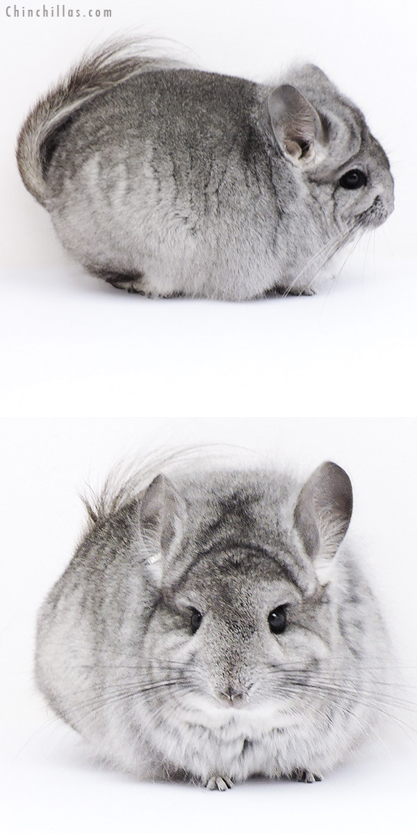 Chinchilla or related item offered for sale or export on Chinchillas.com - 18303 Blocky Standard  Royal Persian Angora Female Chinchilla