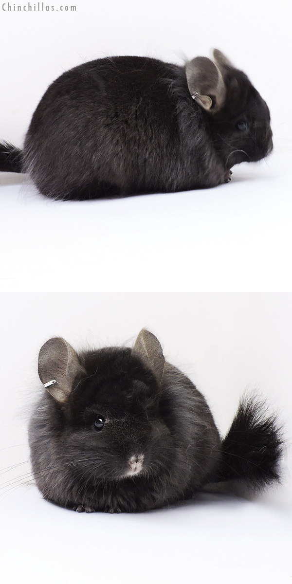 Chinchilla or related item offered for sale or export on Chinchillas.com - 18321 Ebony ( Locken Carrier )  Royal Persian Angora Female Chinchilla with Lion Mane